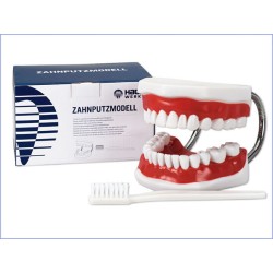 MODELE DE DEMONSTRATION AVEC  BROSSE A DENT